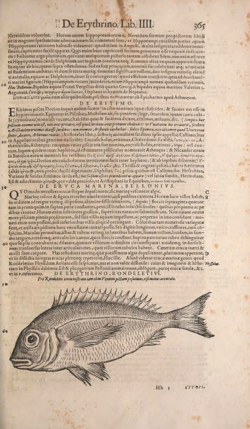 an illustration of a dead fish sitting on a book