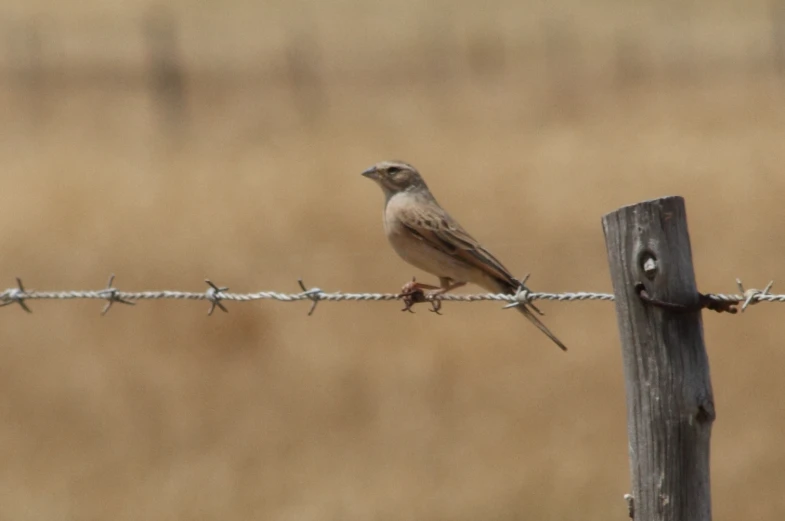 a small bird is sitting on top of a wire fence
