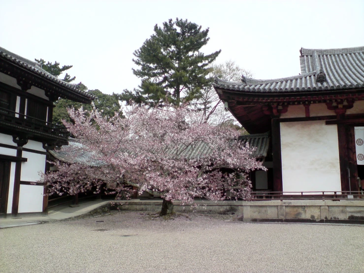 the blossoming trees are in front of the building