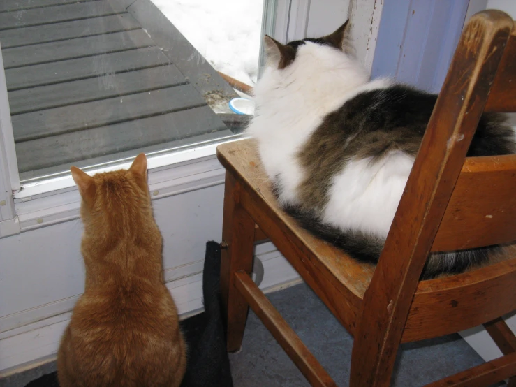 two cats sitting on chairs looking out the window