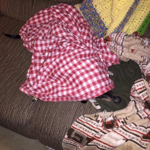 a dog is laying on a couch covered by blankets and blankets