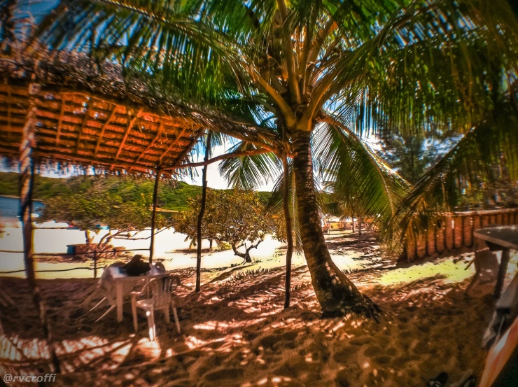 some palm trees and chairs on the ground