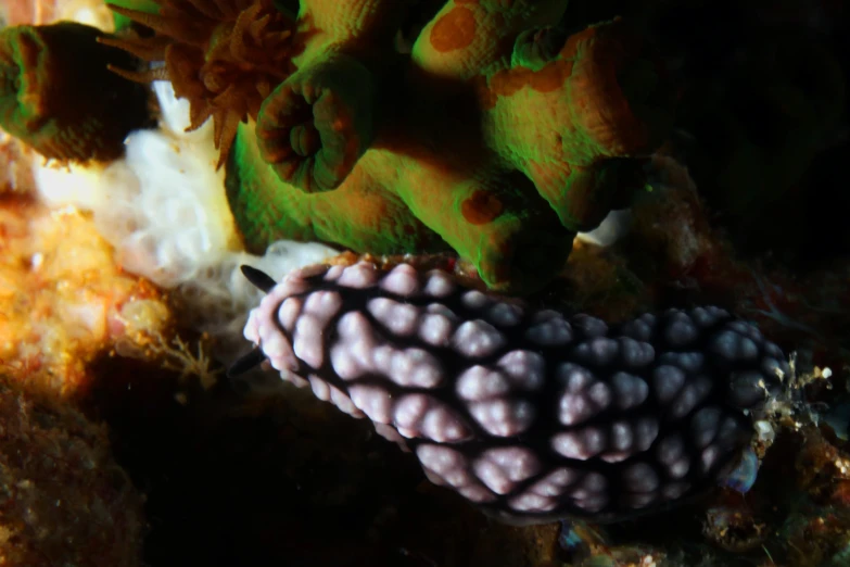 colorful corals and sea anemone growing in the reef