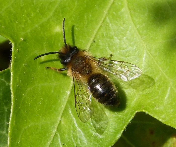 a bee sitting on top of a leaf