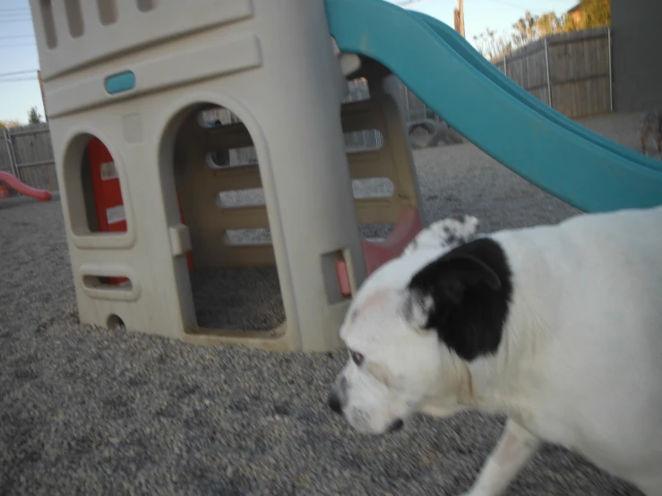 a dog standing by the side of a slide in a playground