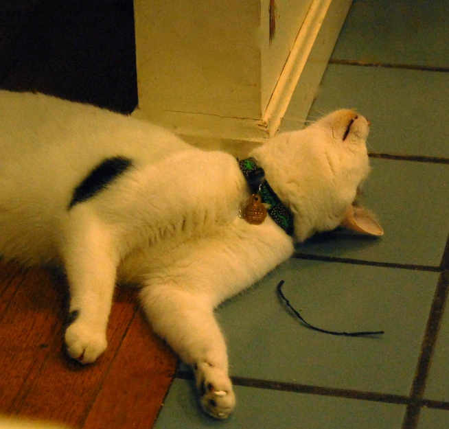 a cat is sleeping on the floor next to a door