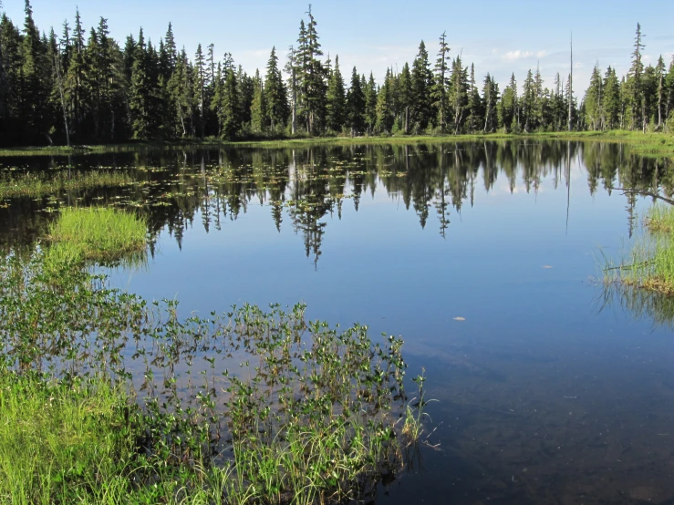 large body of water surrounded by forest