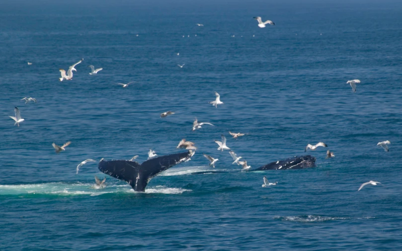 an image of a group of birds near the whales