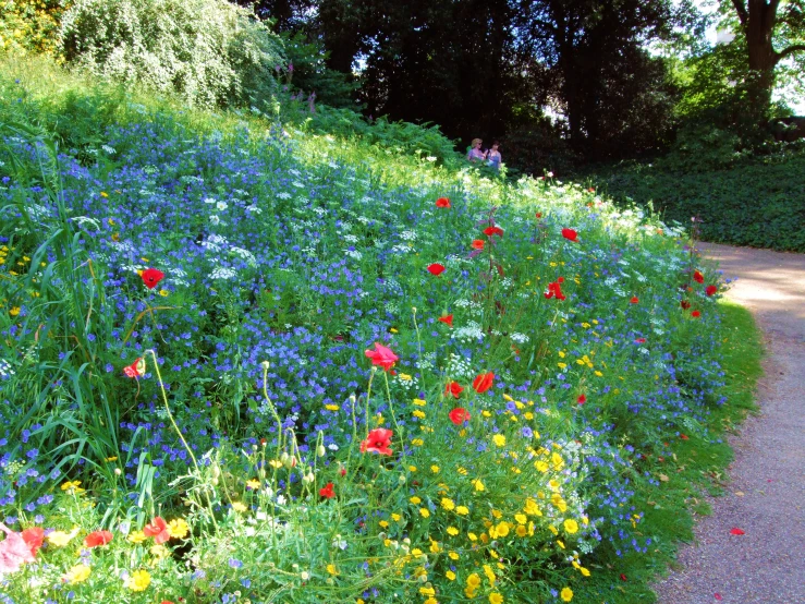 colorful flowers and grasses growing on a hillside