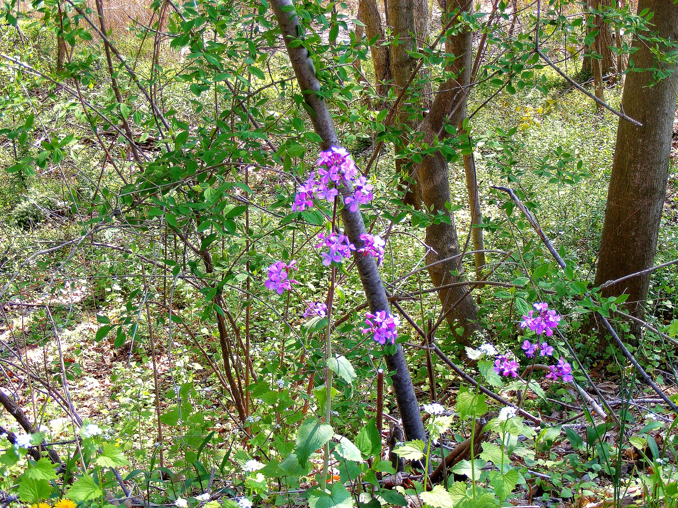 purple flowers are blooming in the forest