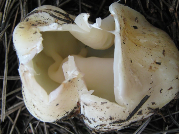 an ostrich's egg is broken in the nest