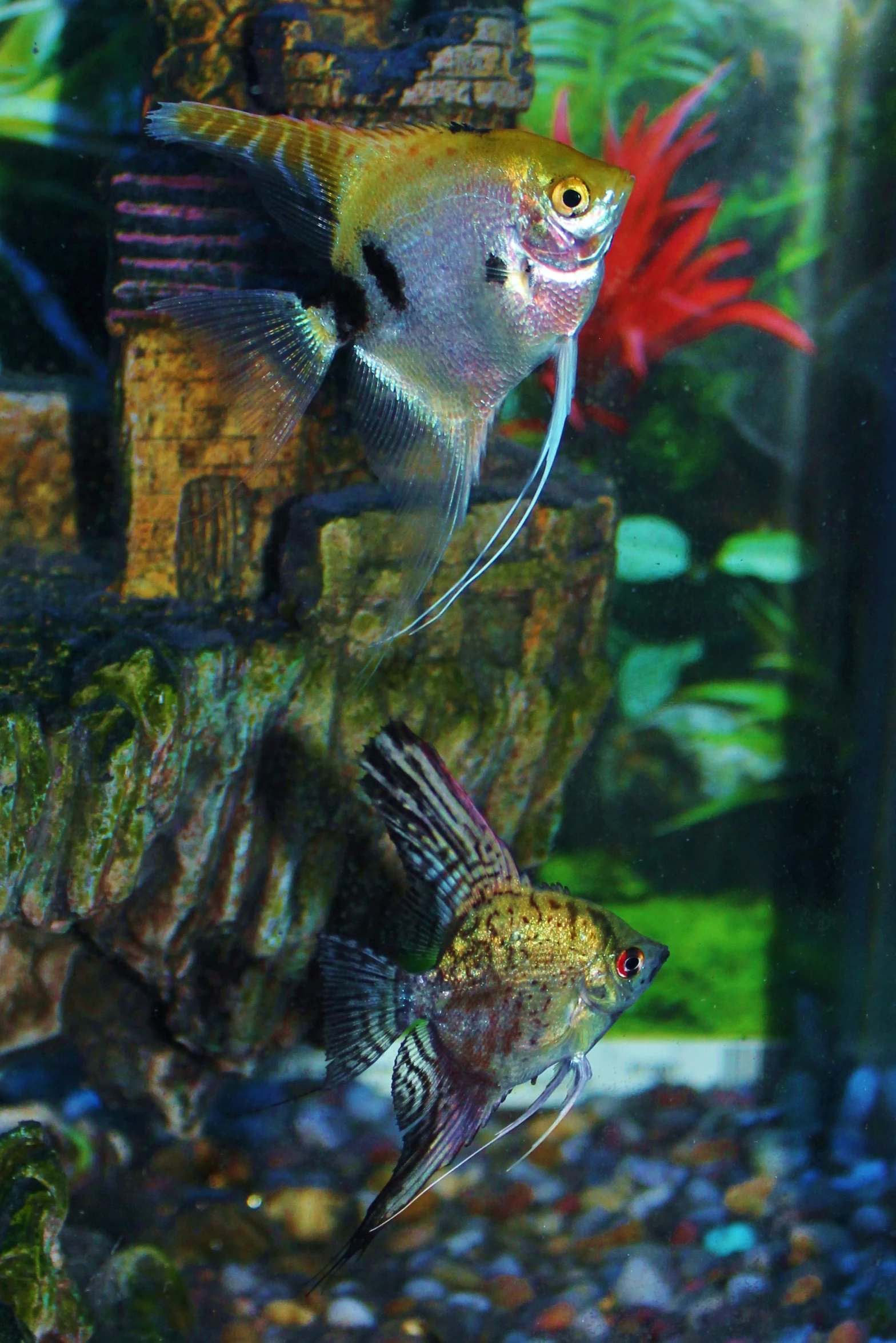 a pair of tropical fish swimming in an aquarium