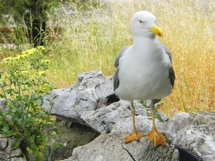 a bird sitting on top of a rock near some grass