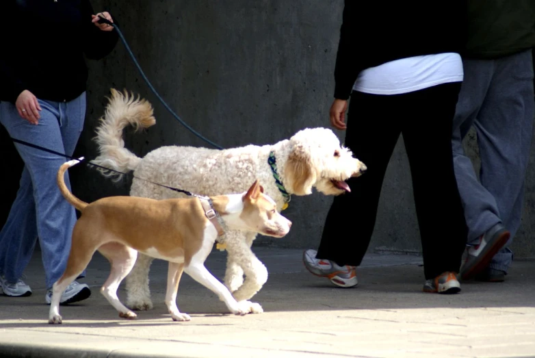 a group of two dogs are running through the street