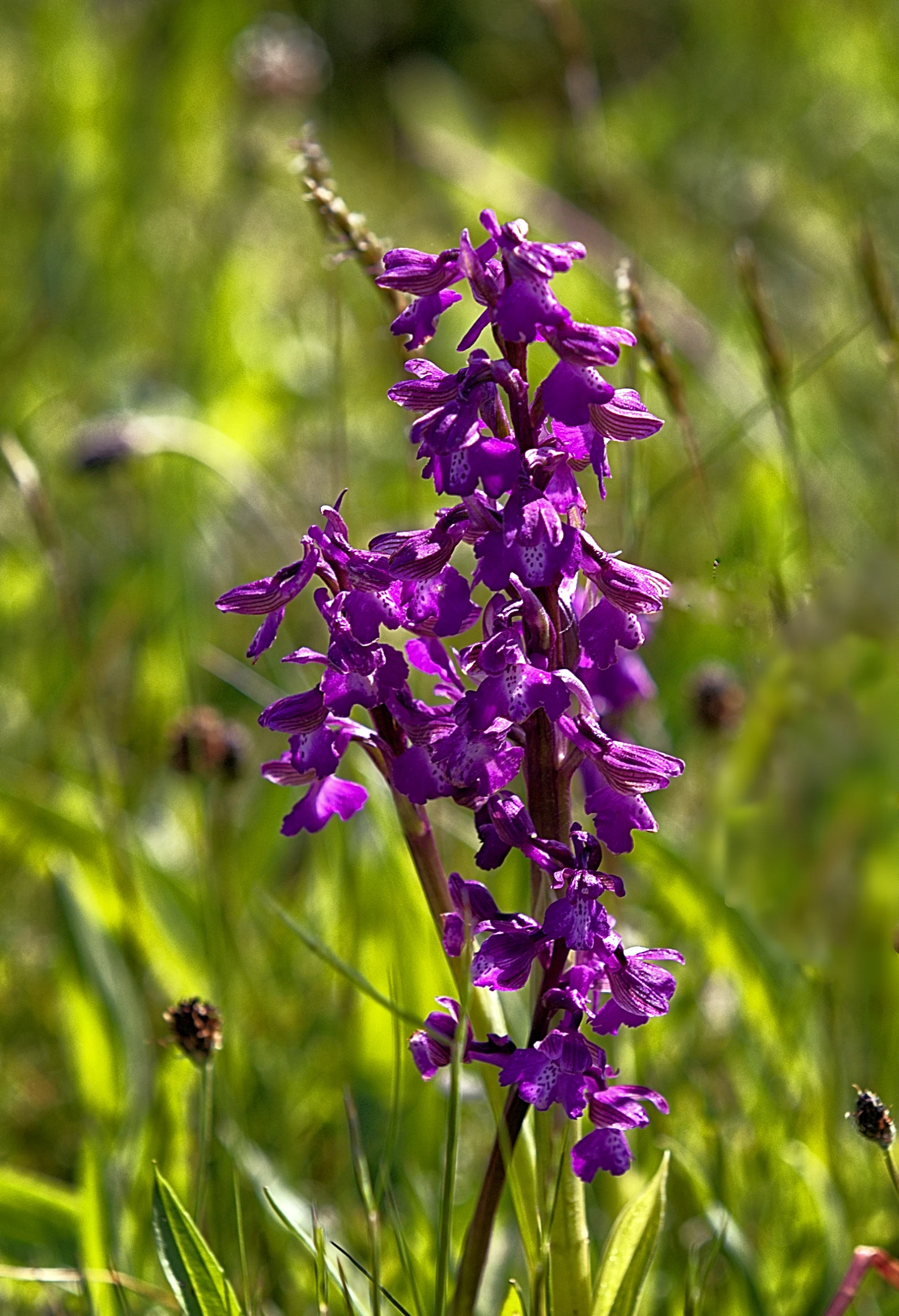 a purple flower in grass with small purple flowers