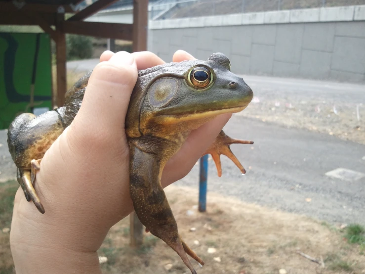 a frog sitting on top of a persons hand