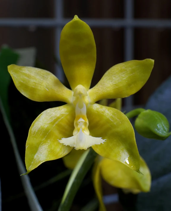 a closeup of a green flower with its petals open