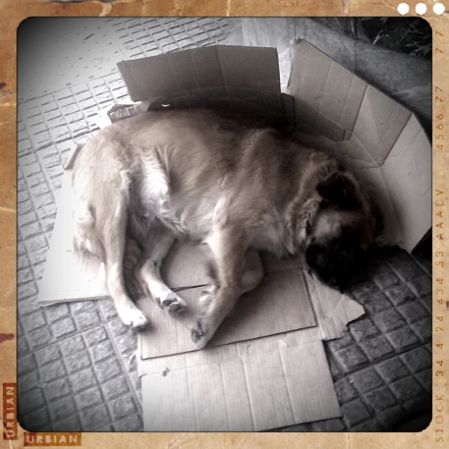 a dog curled up sleeping inside a cardboard box