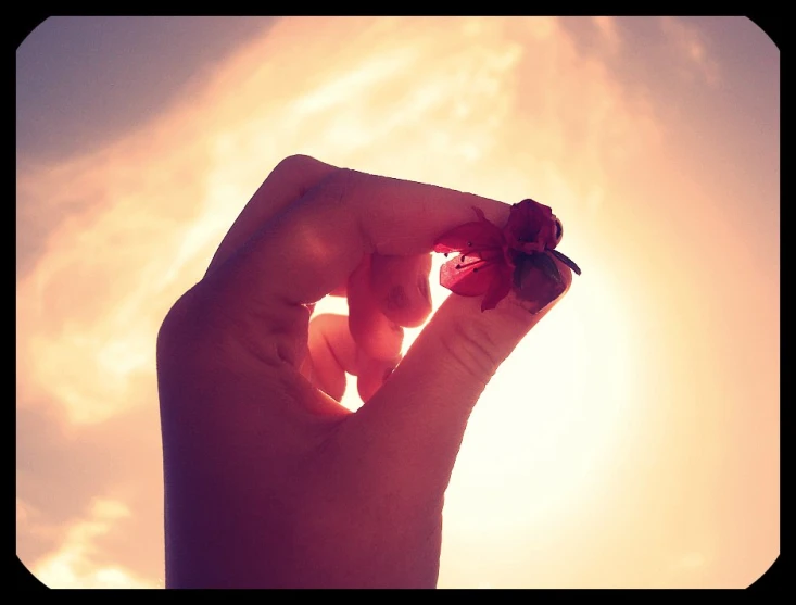 person holding up a flower up to the sun