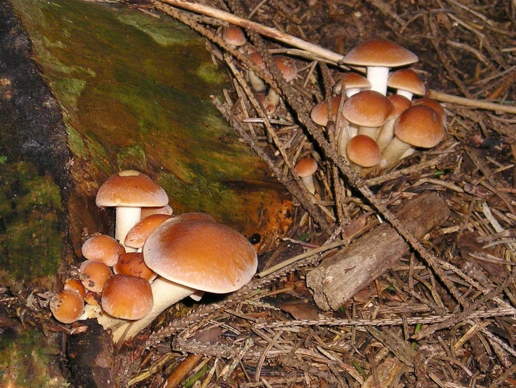 three mushrooms are growing out of the ground next to a tree