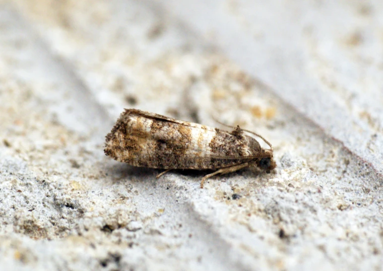 a tiny moth resting on sand, and looking around