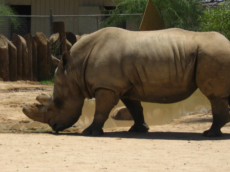 rhino standing in front of a fence in his exhibit