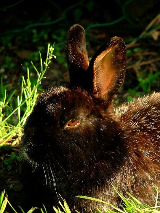 a bunny rabbit with it's head up sitting in the grass