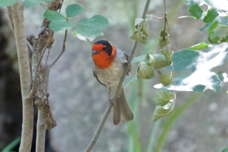 a bird that is sitting on a tree nch