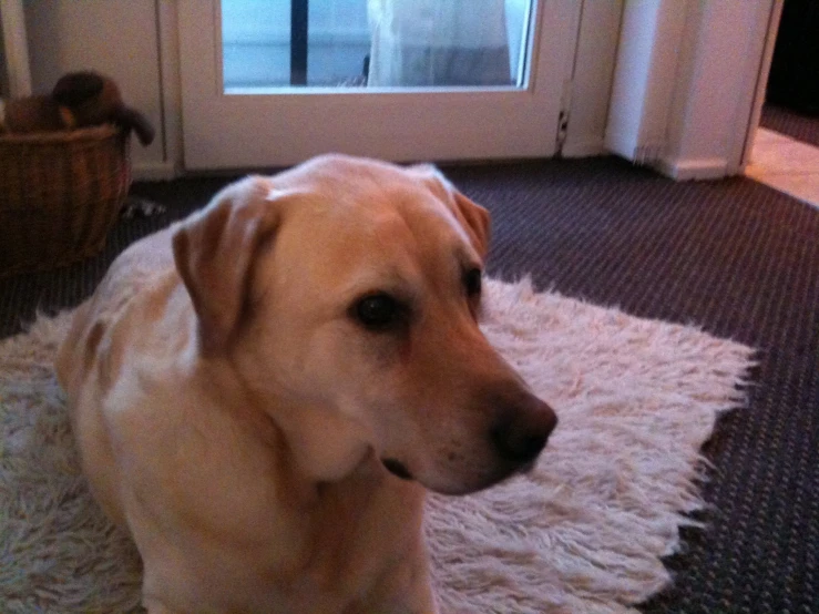 a yellow lab is lying on the carpet with its eyes closed