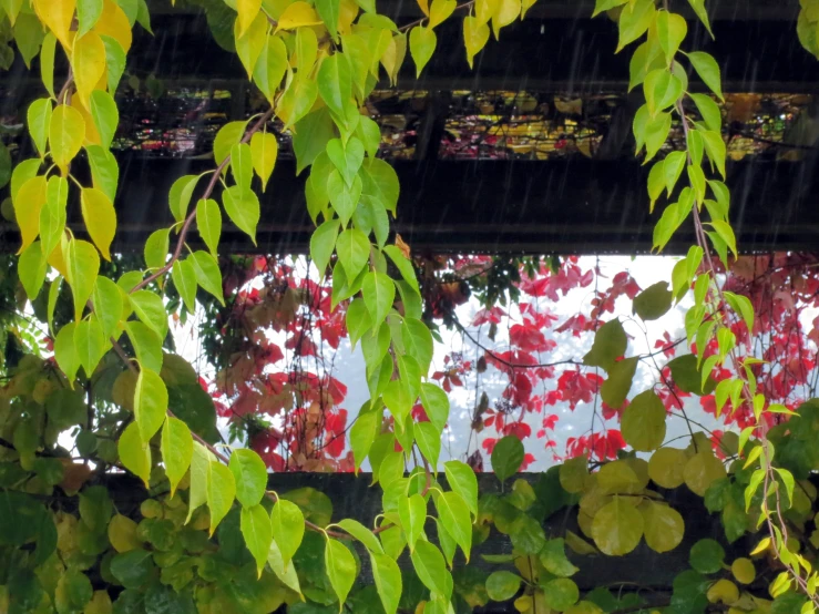 view through the leaves of tree's, with red flowers and green leaves