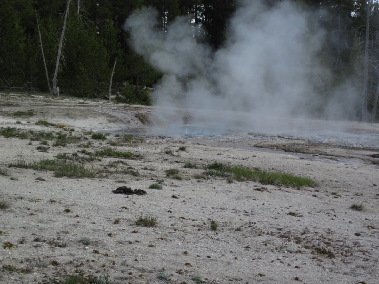 a group of steaming plants in a dirt field