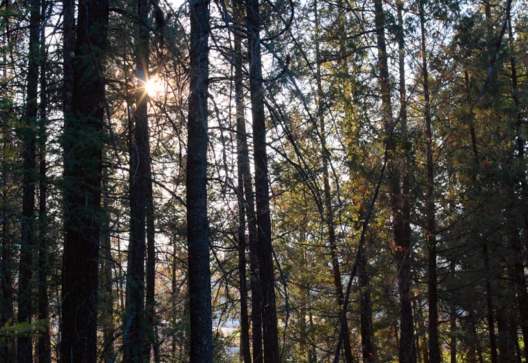 the sun peeking through the trees in the woods