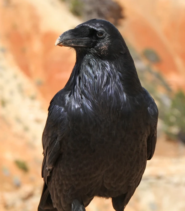 a close up view of the head of a black bird