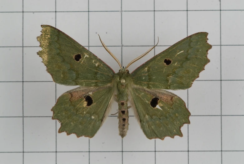 a green and brown moth on a tiled surface