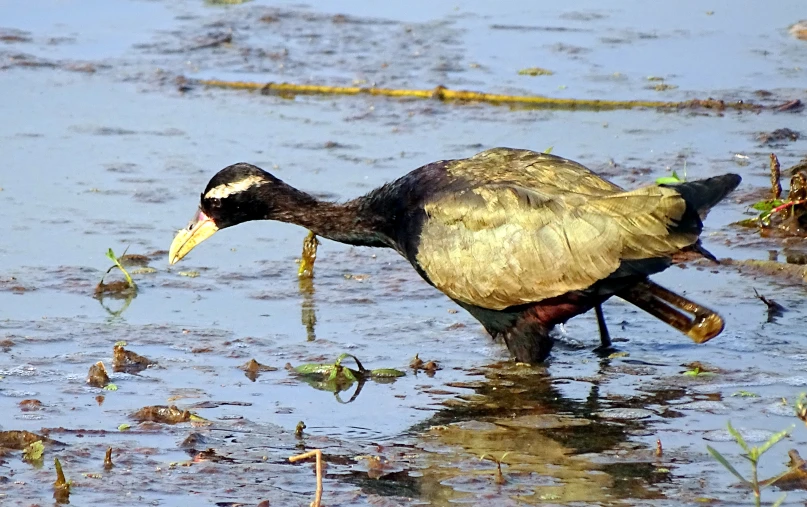 a bird with it's beak sticking out of the water