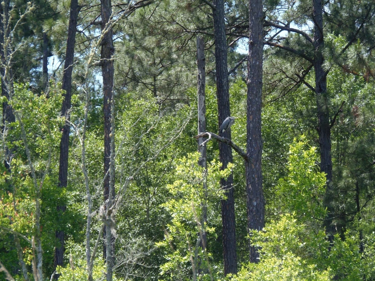 a crane flying between tall trees and bushes