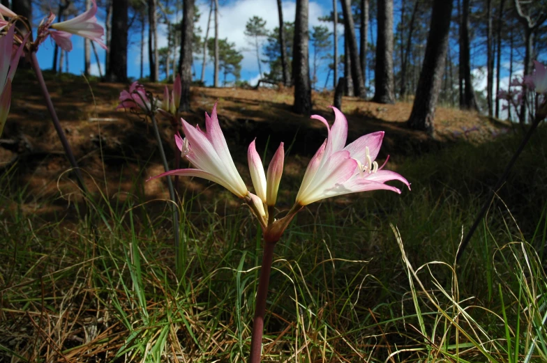 pink and white flower blooming in grass in wooded area