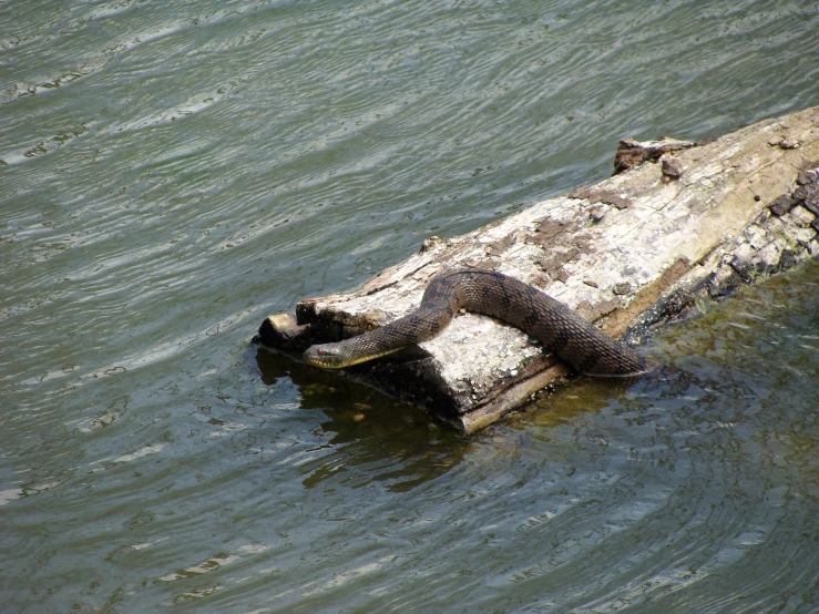 a large snake that is laying on a wooden stick