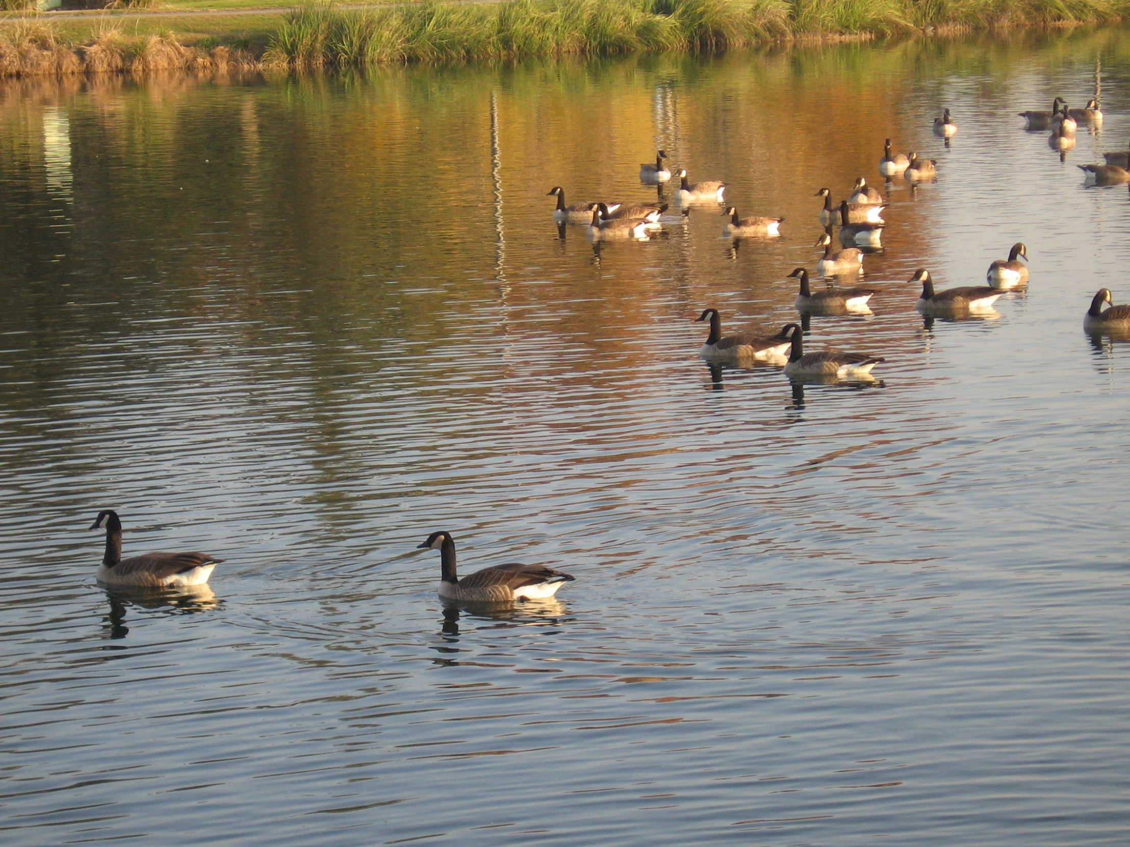 geese and other birds on the water's surface