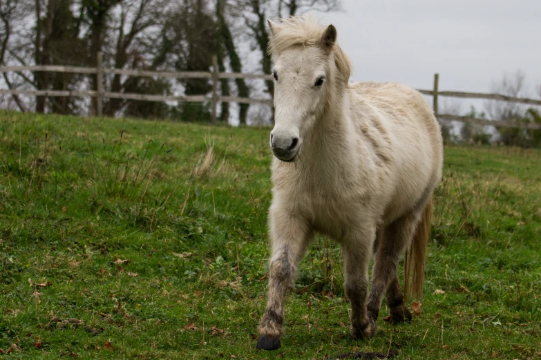 this is an image of a horse on the side of the road