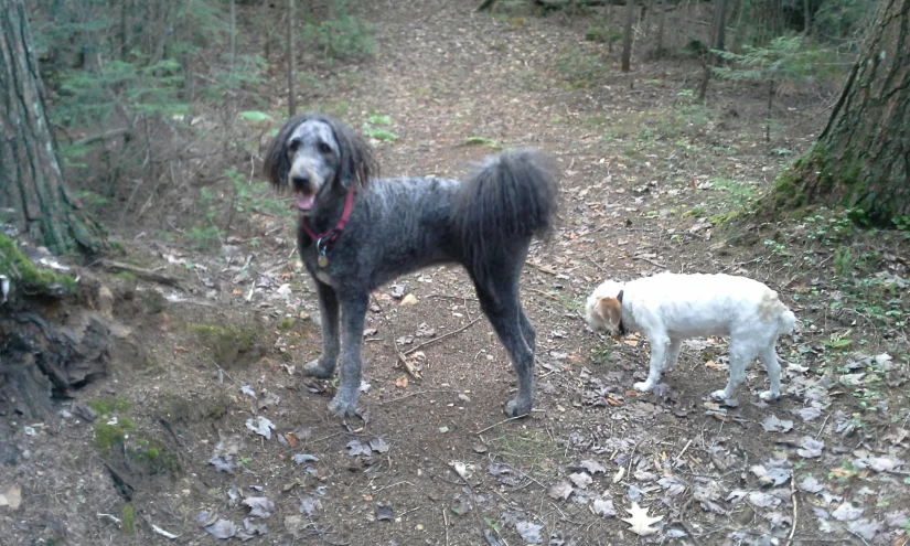 a dog looking at another dog in the woods