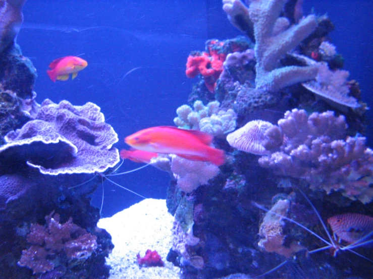 a fish that is sitting on top of a fish bowl