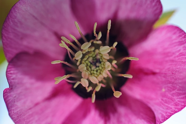 a close up picture of the inside of a large flower