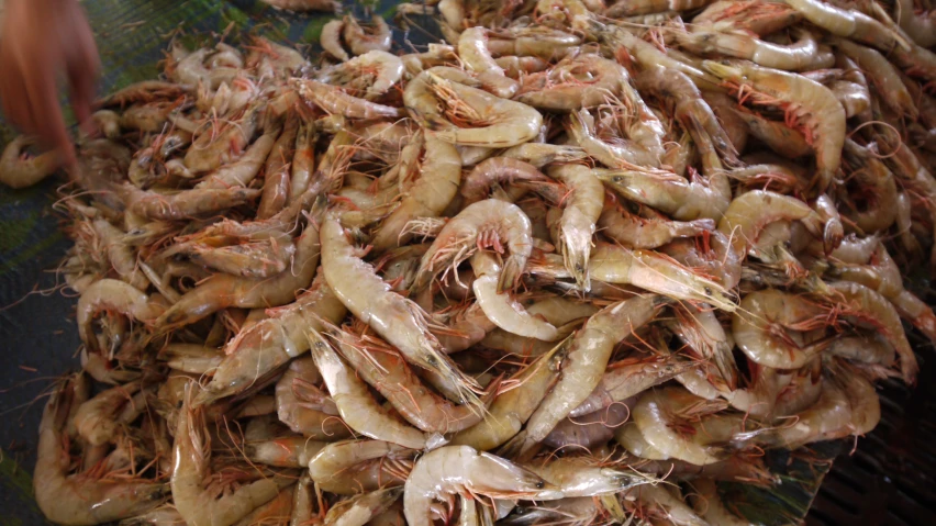 shrimp is being cooked in a fryer