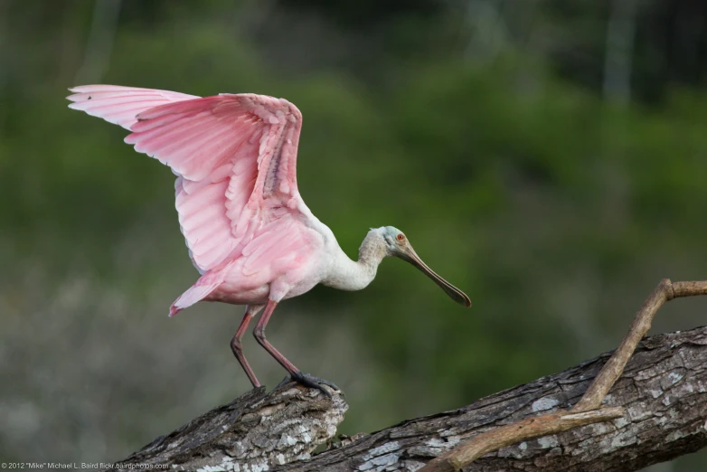 a pink bird standing on a nch with it's wings spread