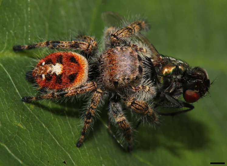 a colorful jumping spider on a green leaf