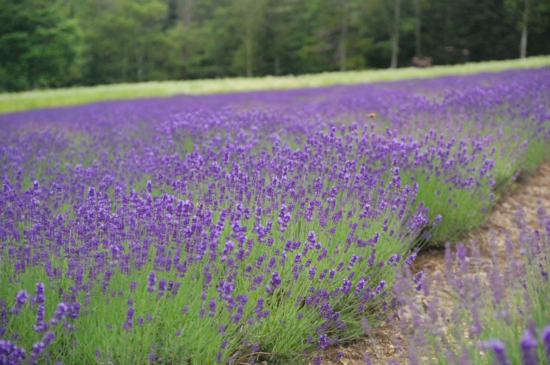 many purple flowers are blooming all over the place