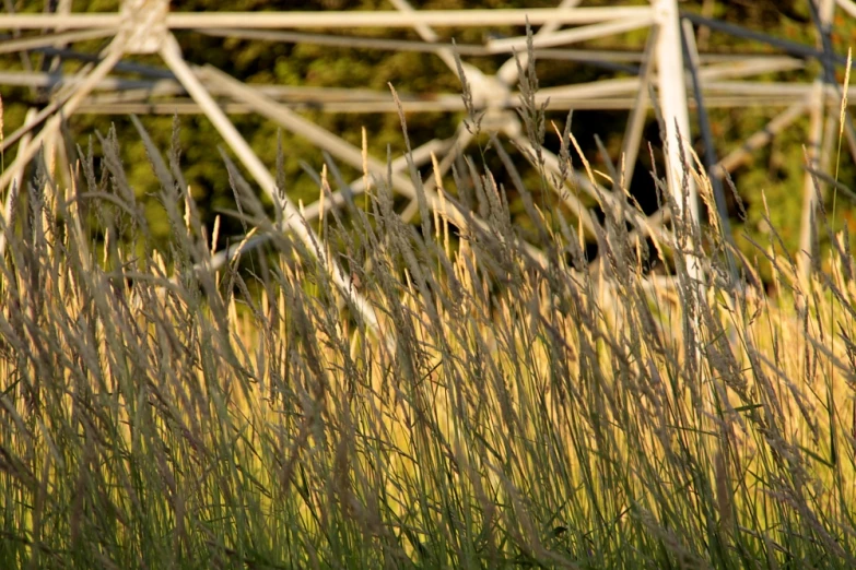 this po shows some grass and soing very pretty