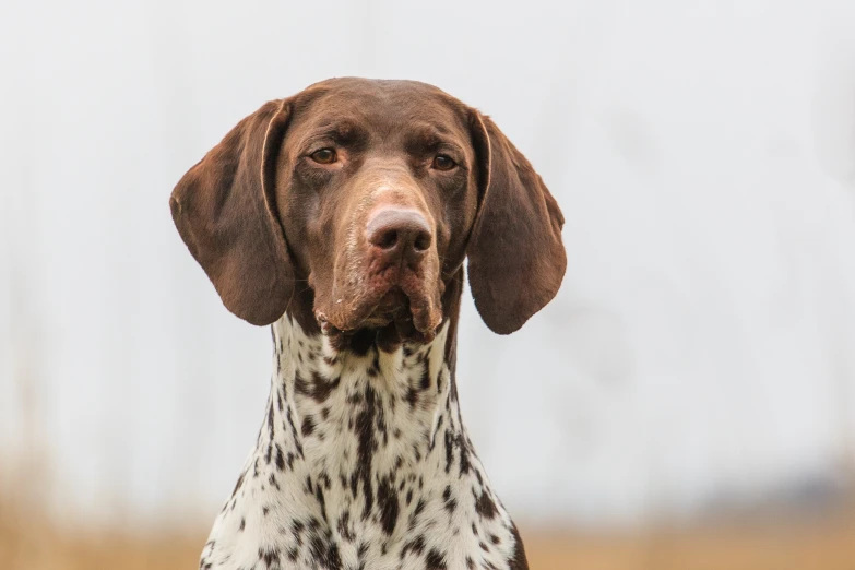 a large brown and white dog standing on a field