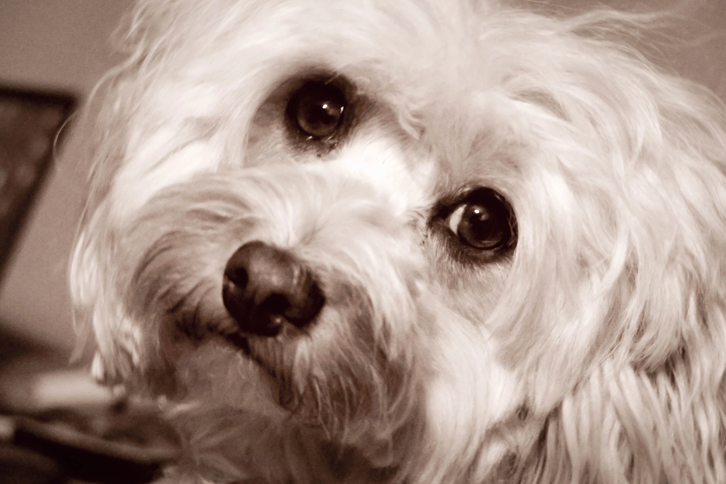 the dog's long hair has large eyes